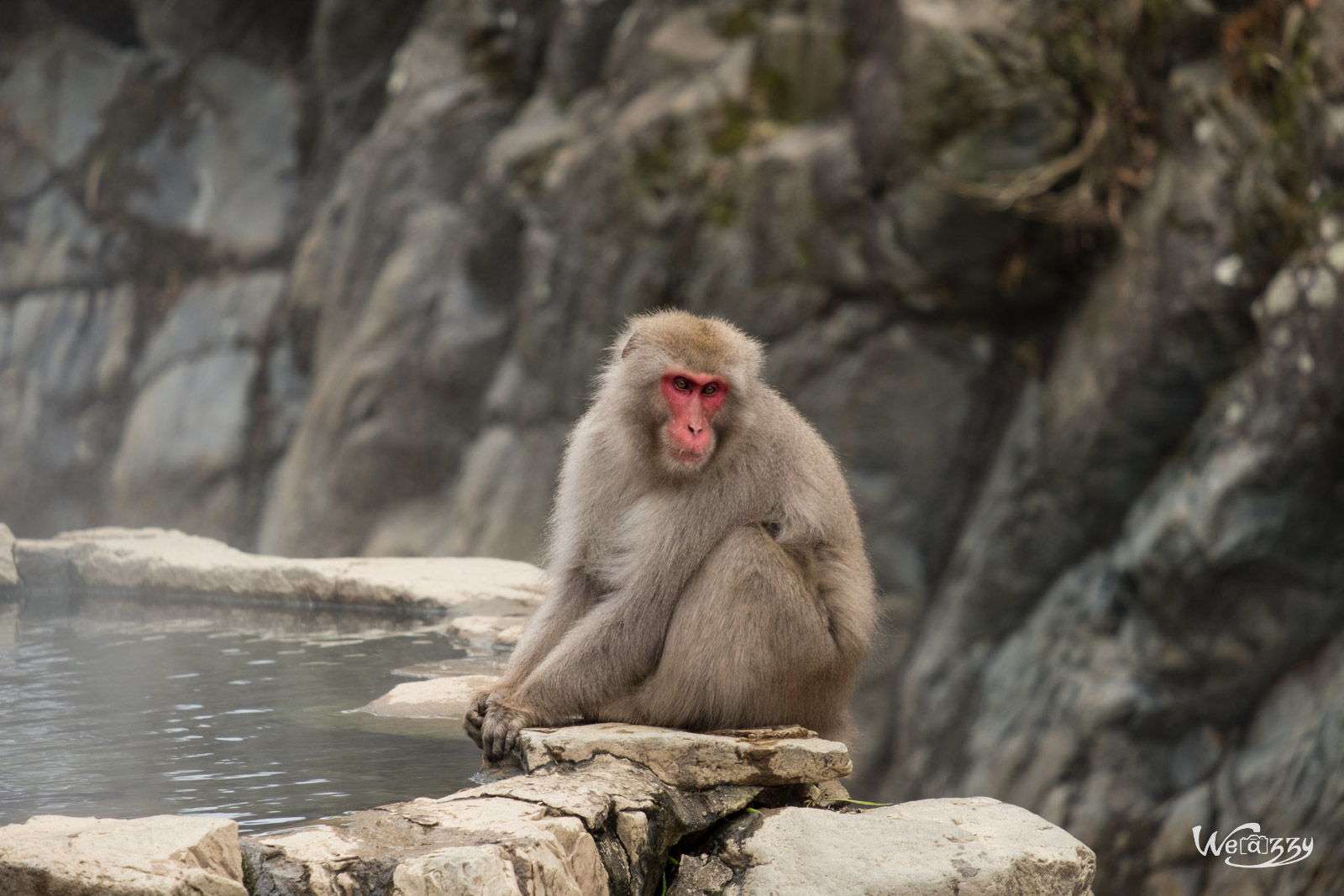 Japon, Jigokudani, Voyage